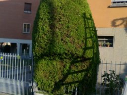 Potatura degli alberi